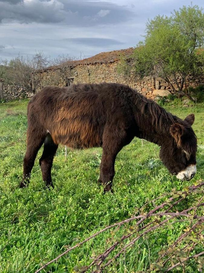 ホテル カーサ ダス クィンタス Quinta das Quebradas エクステリア 写真